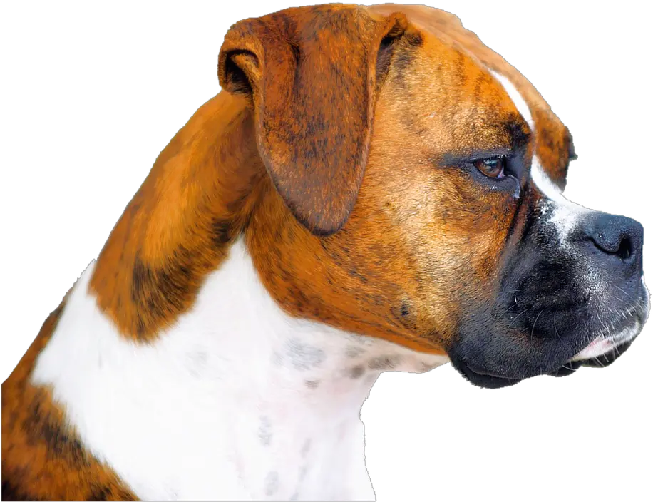 Download Free Boxer Dog Face Hq Image Icon Favicon Png