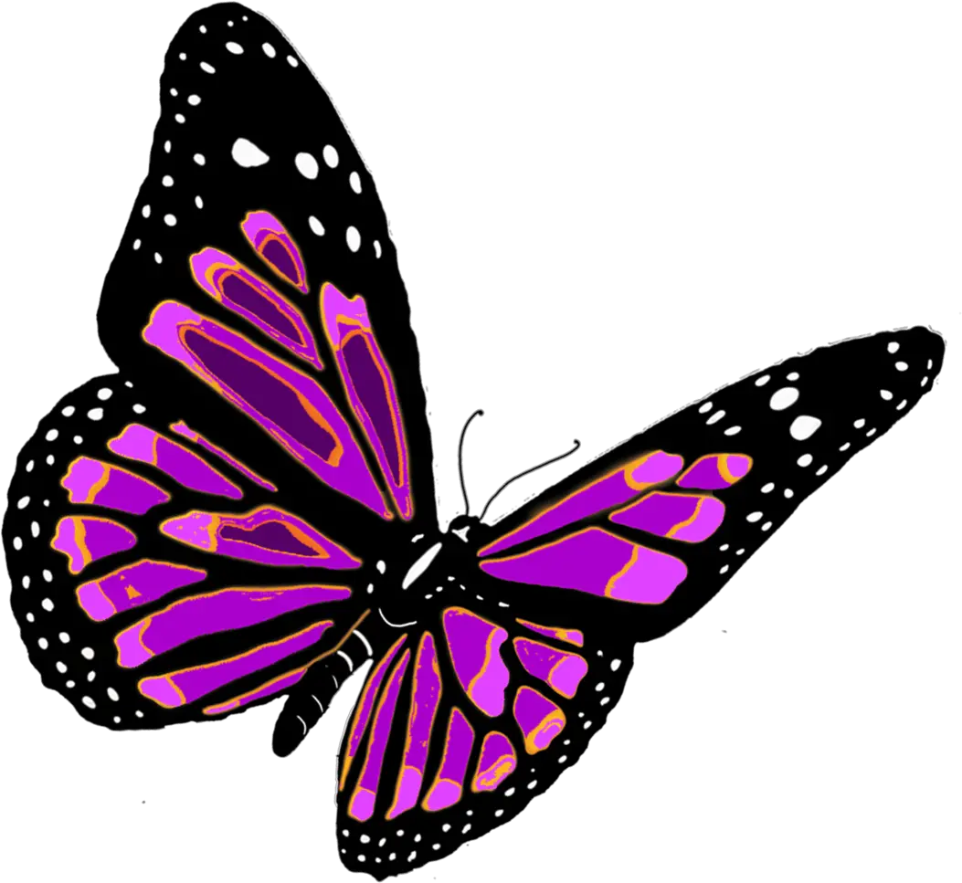 Colourful Butterfly Png