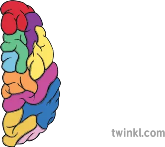 Growth Mindset Brain Colour Half Illustration Twinkl Half Brain Clip Art Png Cartoon Brain Png