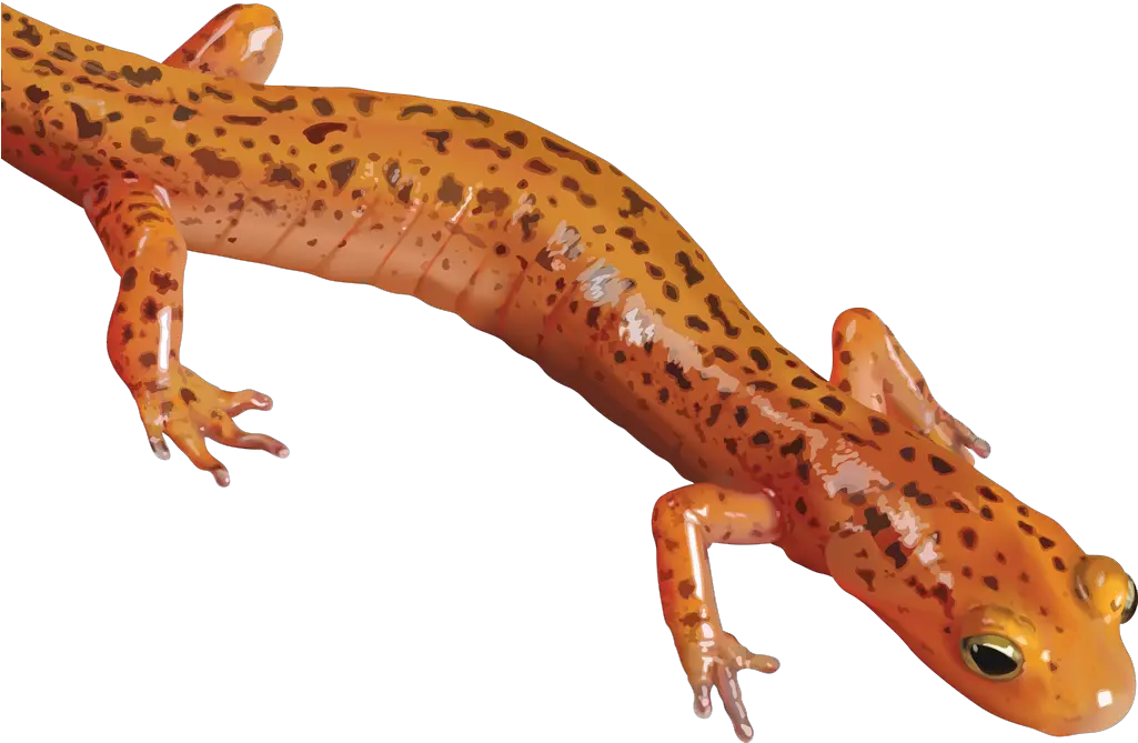 Download Free Salamander Clipart Icon Favicon Freepngimg Salamander Clipart Png Salamander Icon