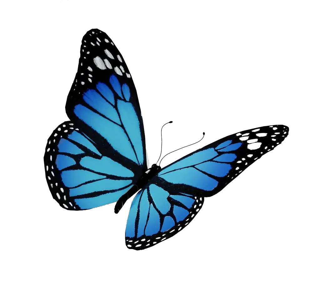 Butterfly Vector Png Free Download