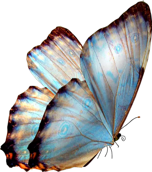 Butterfly Side View Png
