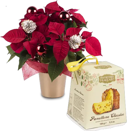 Deliver A Poinsettia And Panettone Surprise Floraqueen Christmas Day Png Poinsettia Png