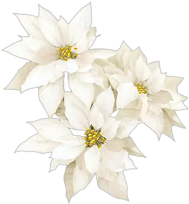 2 White Christmas Flowers Png Poinsettia Png