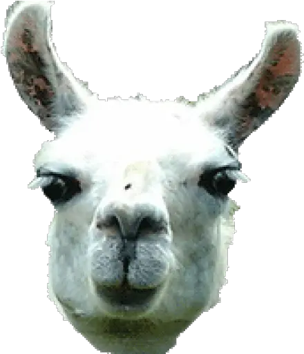 Amazoncom Llama Tap Appstore For Android Llama Head Transparent Png Llama Png