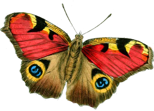 Butterfly Real Png