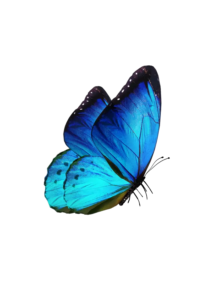 Butterfly Png Video