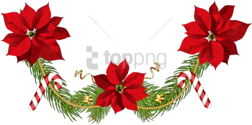 Download Free Png Christmas Poinsettias Clip Art Christmas Poinsettias Poinsettia Transparent Background