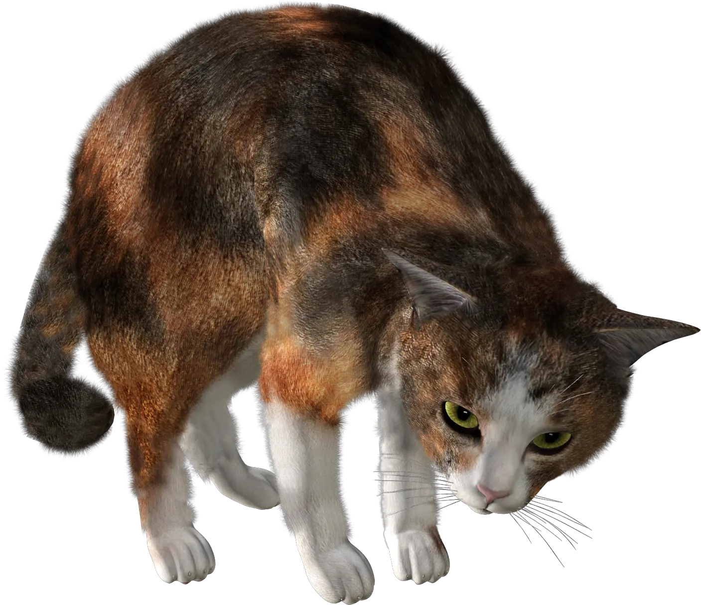 Cat Png Image Free Download Picture Kitten Kitten Kitten Png