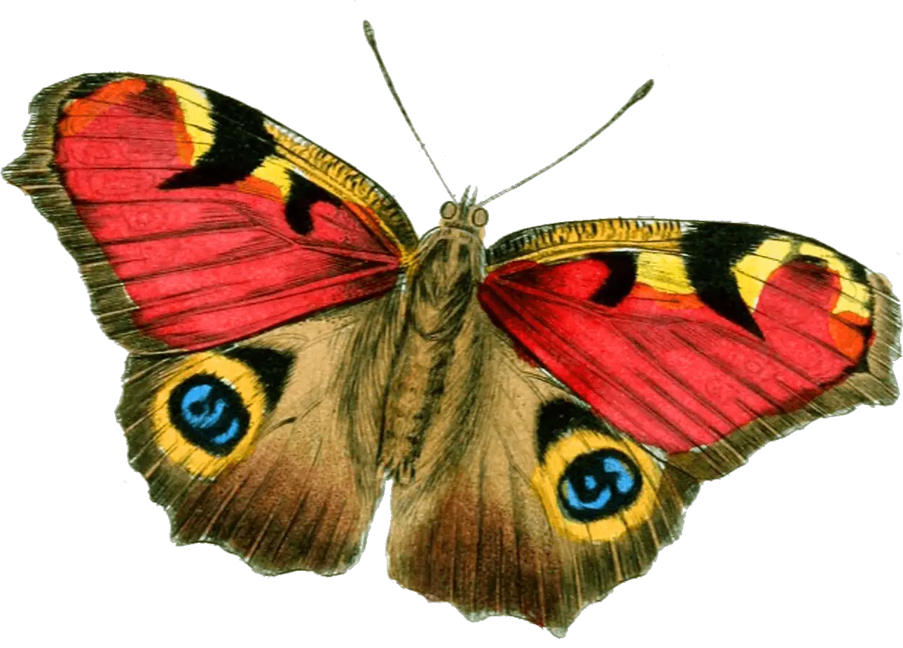 Butterfly Png Hd Pic