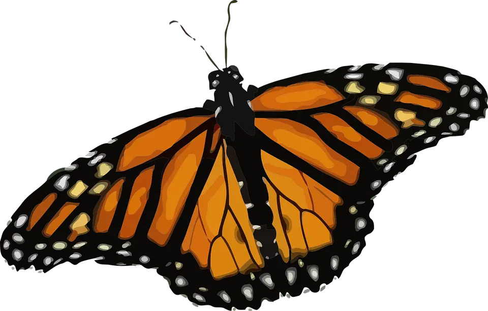 Butterfly Pictures Png