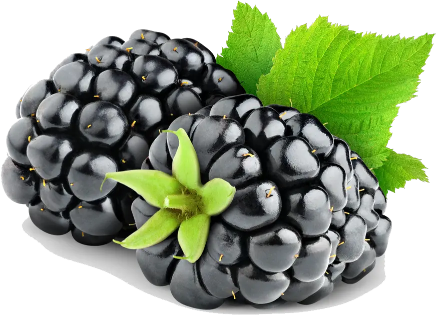 Blackberry Fruit Png Transparent Free Png Transparent Blackberry Fruit Fruit Png Images png
