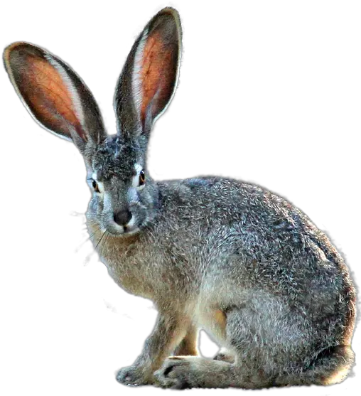 Jack Rabbit Png U0026 Free Rabbitpng Transparent Images Black Tailed Jackrabbit Png Rabbit Transparent Background