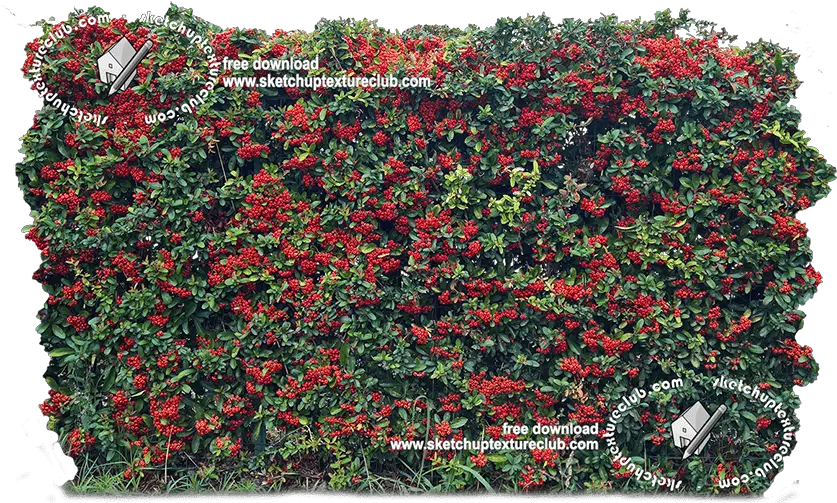 Download Hd 18708 Cut Out Autumnal Hedge Texture Begonia Hedge Png Hedge Png