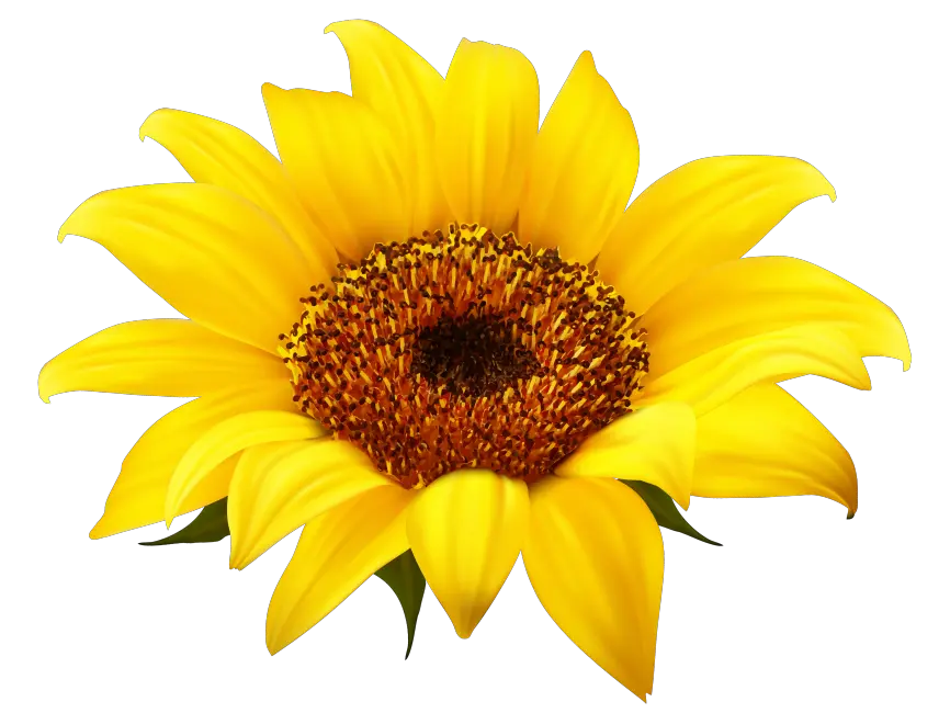 Distressed Sunflower Png