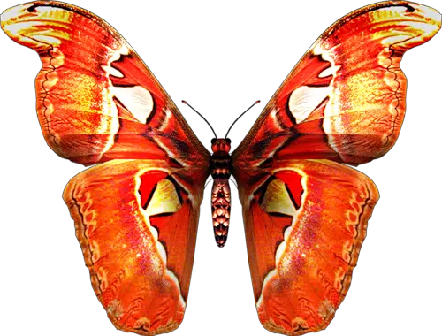 Butterfly Group Png