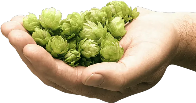 Craft Beer Brewers Brussels Sprout Png Hops Png