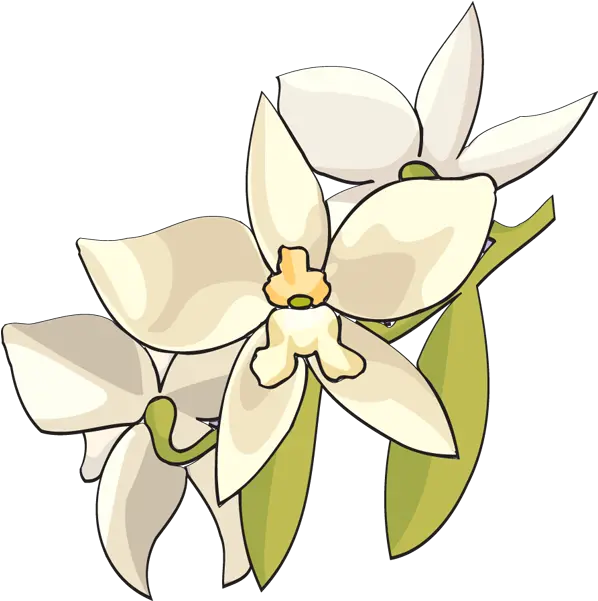 Flower Clip Art Panda Free Images White Orchid Flower Clip Monja Blanca Clipart Png Orchid Png