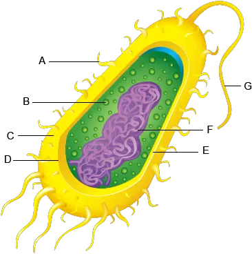 Bacteria Cell Anatomy Parts And Functions Bacteria Cell Parts And Functions Png Bacteria Transparent