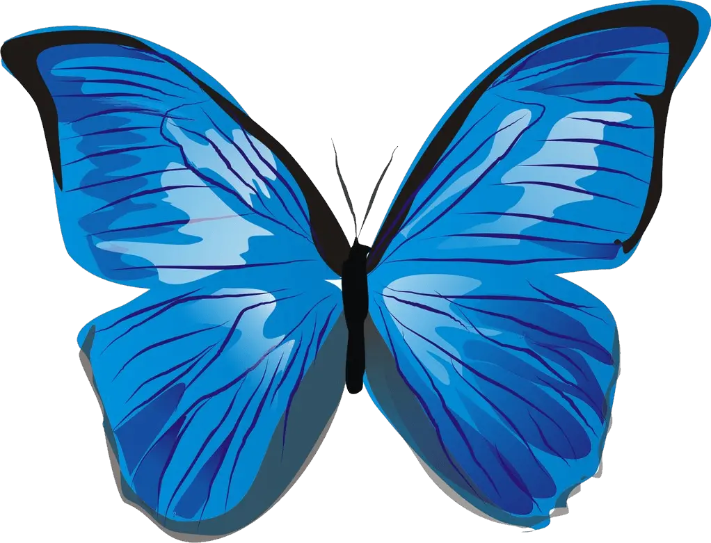Butterfly Border Png