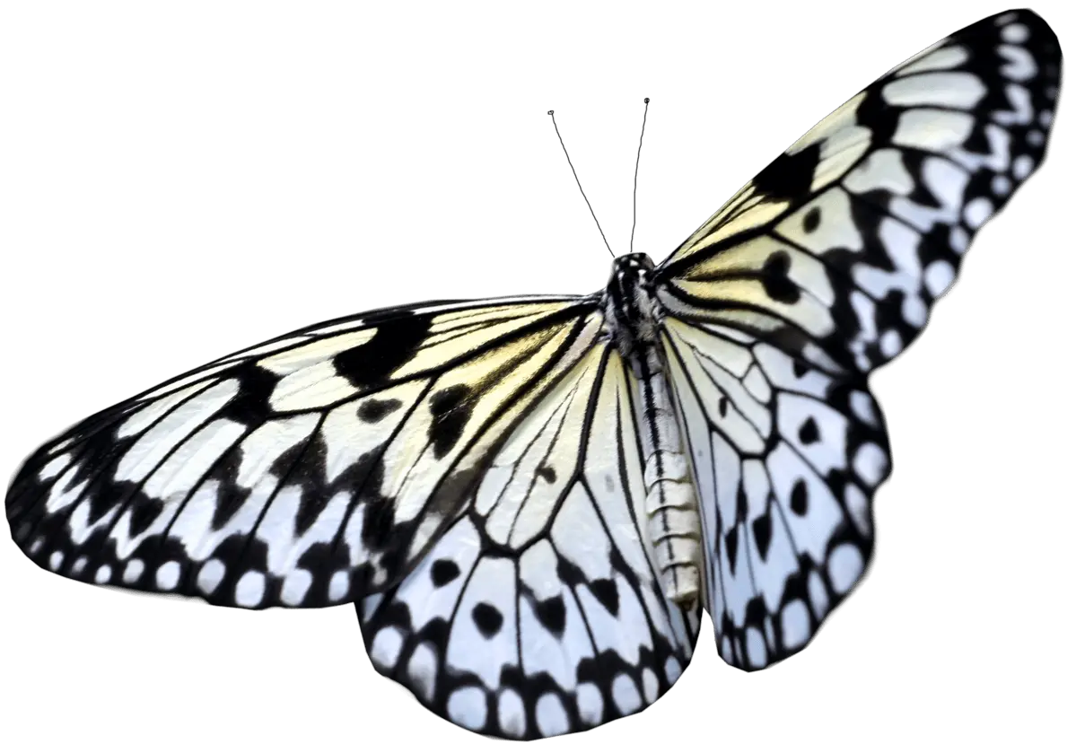Butterfly Animated Png