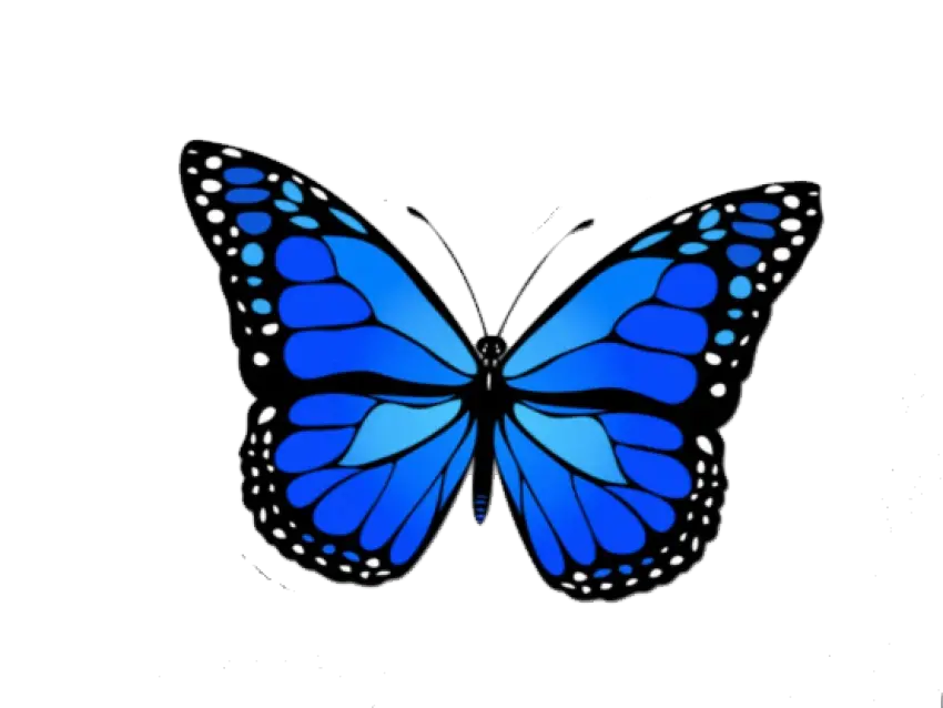 Butterfly Body Png