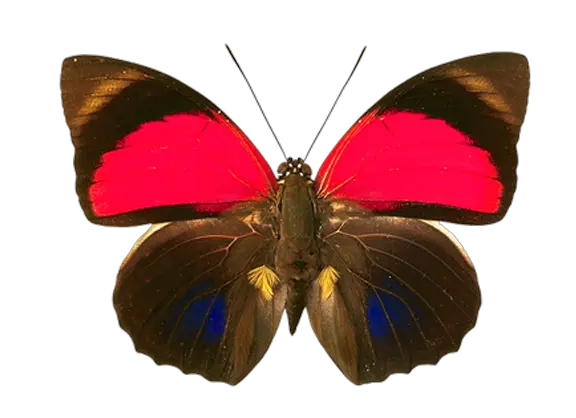 Butterfly 4k Png