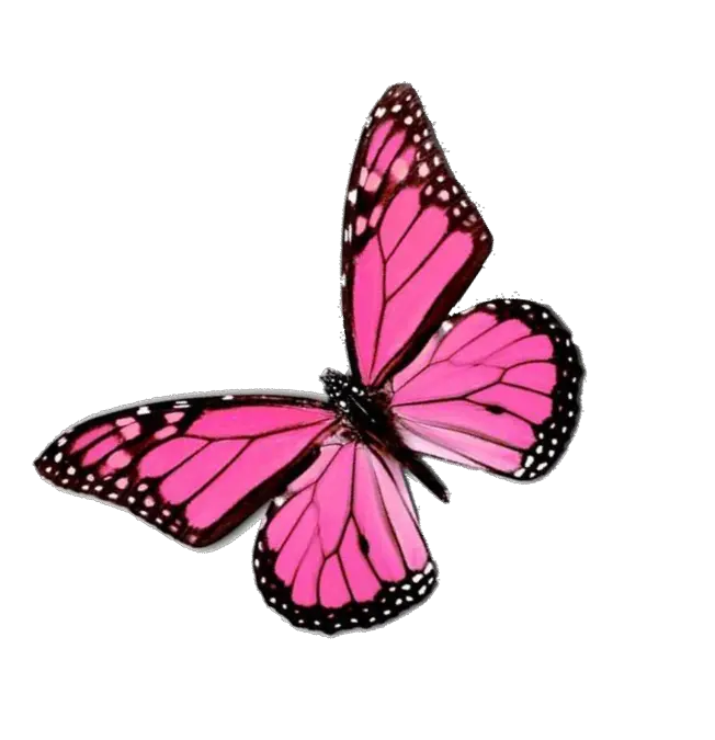Butterfly 3d Png
