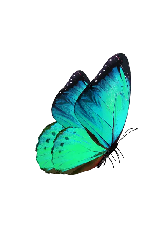 Butterflies Silhouette Png