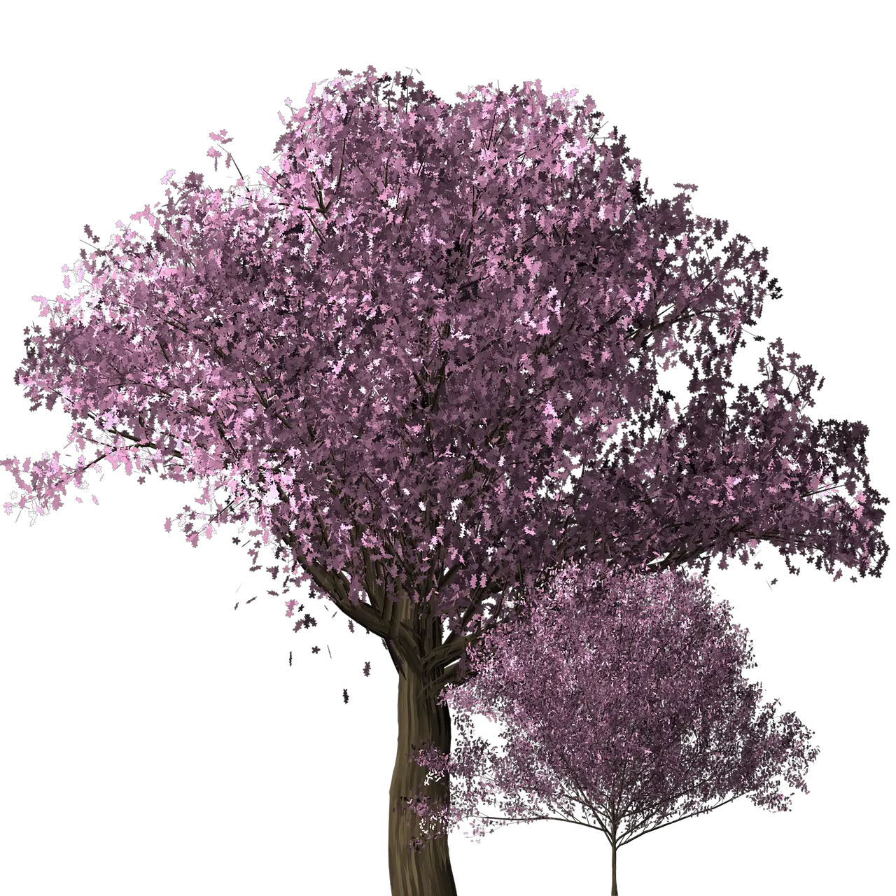 Cherry Blossom Tree Free Image On Pixabay Transparent Cherry Blossoms Png Tree Sakura Flower Png