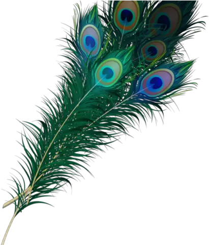Feather Clipart Creative Peacock Feather Images Png Baby Krishna Props Peacock Feathers Png
