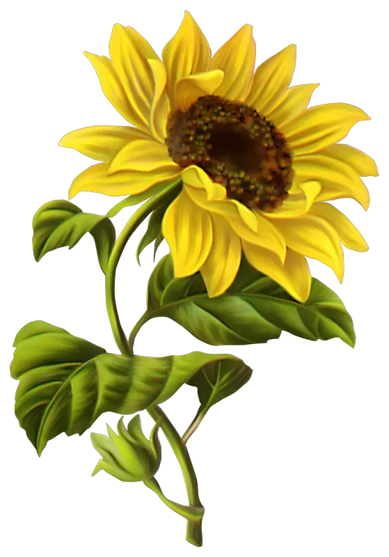 Cowboy Boots With Sunflower Clipart Png