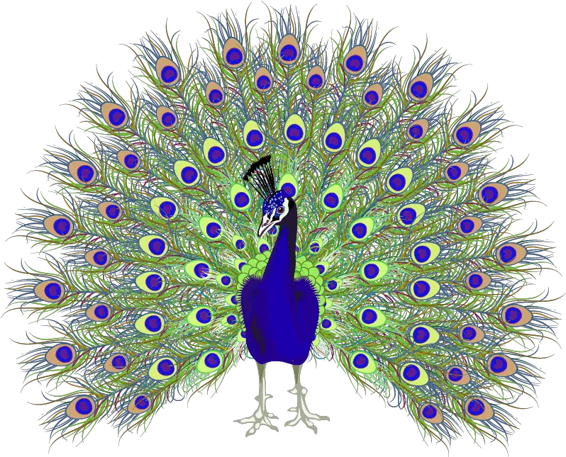 Peafowl Euclidean Vector Easy Peacock With Open Feathers Drawing Png Peacock Png