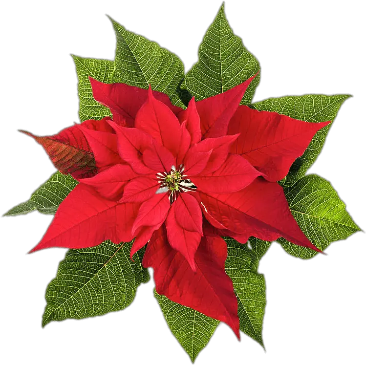 Christmas Poinsettia Png Clipart Imágenes De La Flor De Pascua Poinsettia Png