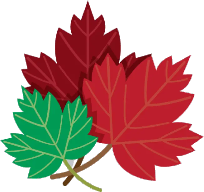 Red And Green Maple Leaves Png Image Maple Leaves Drawing Canada Leaf Png