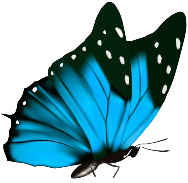 Butterfly Effect Png