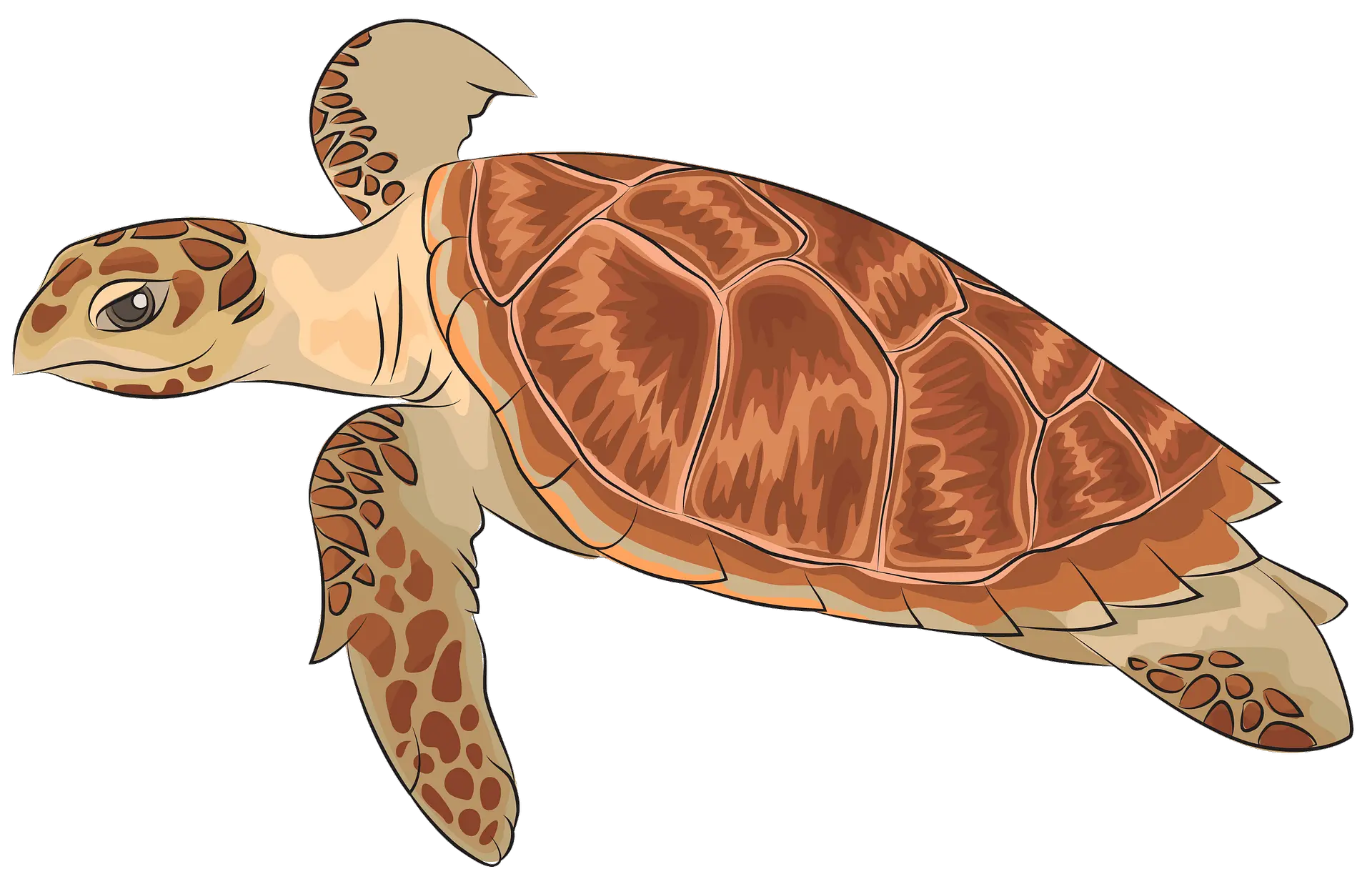 Hawksbill Sea Turtle Clipart Free Download Transparent Png Sea Turtle Pattern Turtle Clipart Png