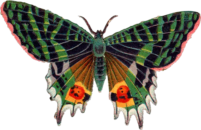 Cartoon Butterfly Png