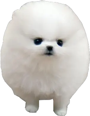 Pomeranian German Spitz Klein Japanese So Fluffy I M Gonna Png Cute Dog Png