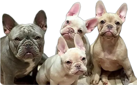 West Coast Rare Bulldogs Vancouver French Bulldog Png British Icon Bulldogs