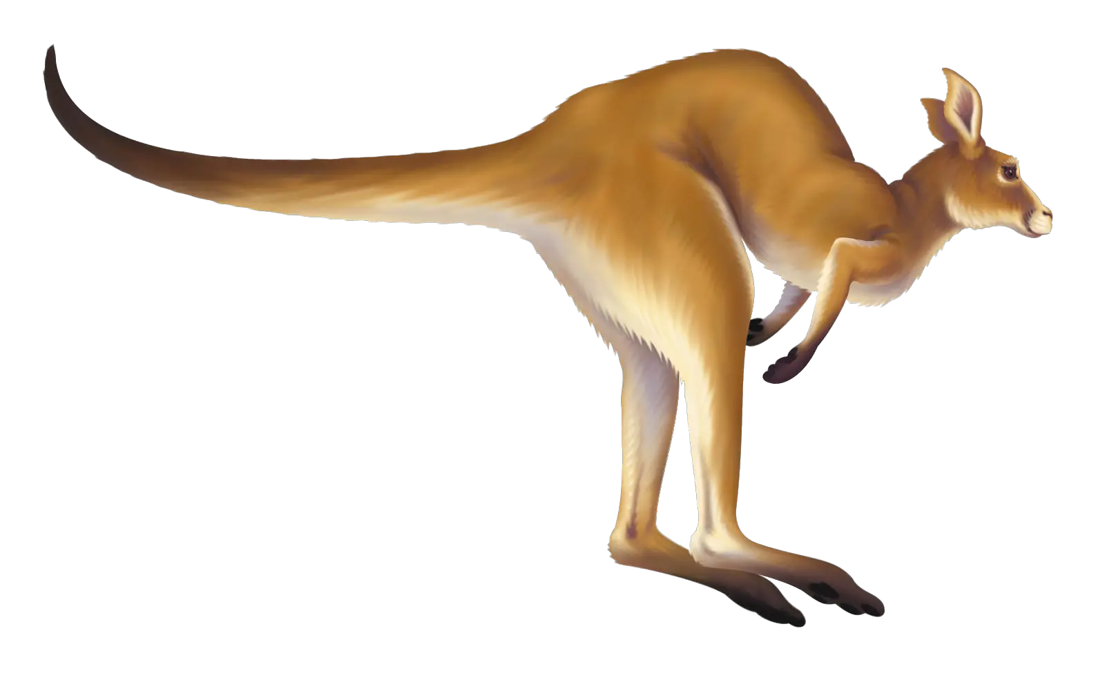 Kangaroo Gif Transparent Background Animated Kangaroo Hopping Gif Png Kangaroo Transparent Background