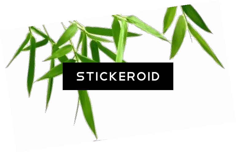 Download Transparent Background Bamboo Hd Png Hojas Verdes Con Fondo Transparente Bamboo Png