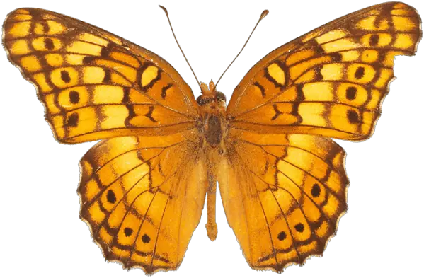 Free Butterfly Png