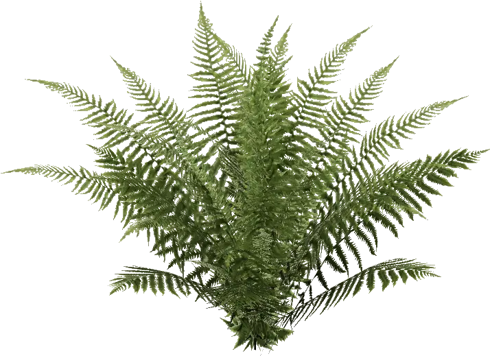 Download Hd Oblivion Fern 4 Ostrich Fern Transparent Png Transparent Png Ferns Fern Png