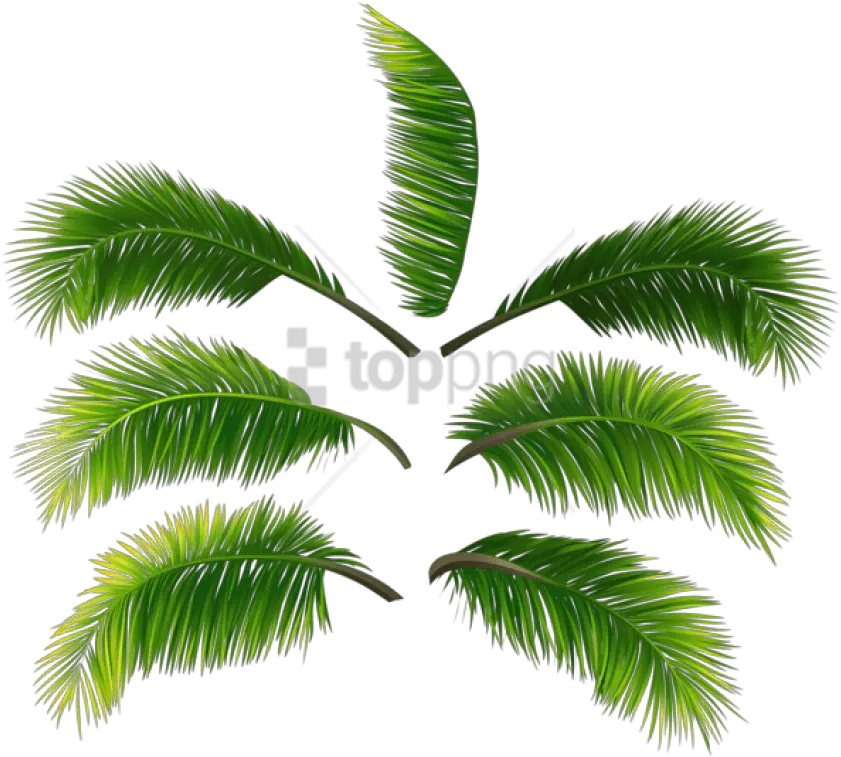 Download Free Png Palm Leaves Clipart Photo High Resolution Coconut Leaf Png Leaves Clipart Png