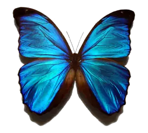 Butterfly Png Free Download