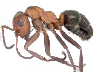 Ants Ant Underside Png Ant Transparent Background