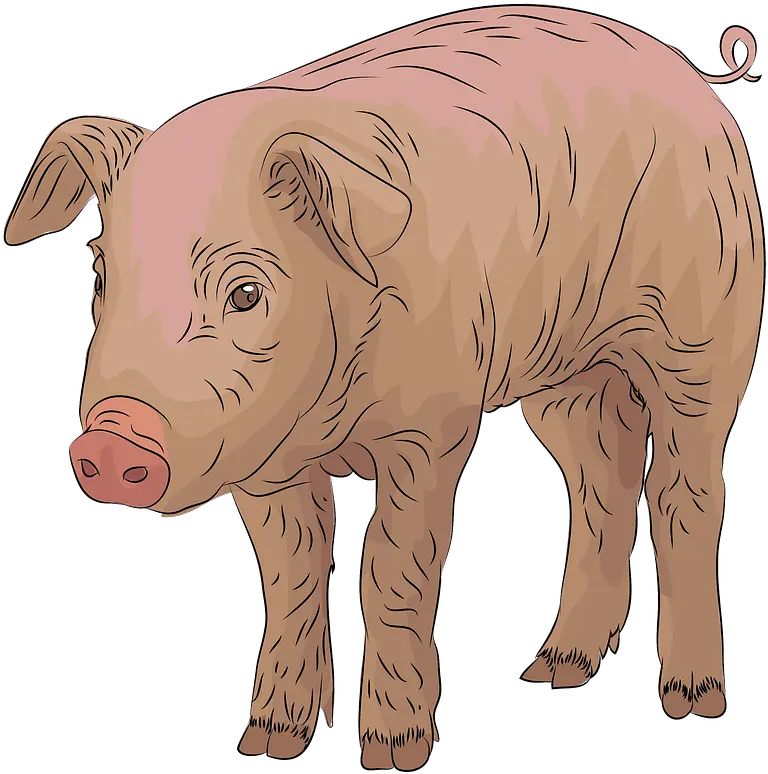 Pig Clipart Domestic Pig Png Pig Clipart Png
