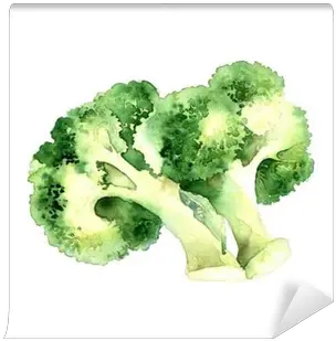 White Background Wall Mural Pixers Brocoli Acuarela Png Broccoli Transparent Background