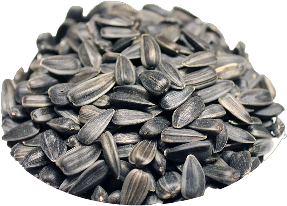 Black Sunflower Seeds Download Free Png Play Sunflower Seed Seed Png